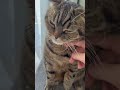 手が気になるにゃ。　　　　　　　　　　　　　　　　　　　　　　 猫のいる暮らし 猫