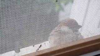 偷拍窗外躲雨小麻雀 little Sparrow outside the window