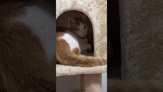 眠いか?機嫌悪いか？😺😺😺Are you sleepy? Are you in a bad mood？ #short #shorts #shortvideo