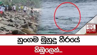 හුංගම මුහුදු තීරයේ කිඹුලෙක්...