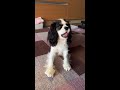 可愛いストレッチ キャバリア 【cavalier king charles spaniel puppy dog】kawaii