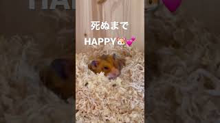 このままずっとずっと･･･ハムスターのあくびがかわいい🐹💕