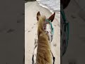 Riding Horses on the Beach!