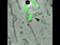 distribution and dynamics of mitochondrial nucleoids in animal cells in culture