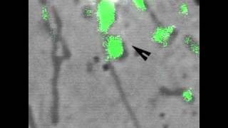 Distribution and dynamics of mitochondrial nucleoids in animal cells in culture