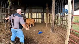 Working cows on a small farm