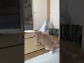 猫様に教えてもらった 之 慢镜头下的奔跑篇 猫 スコティッシュフォールド