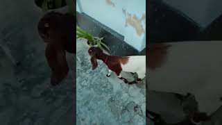 Friendship Between Puppy and Goat. Animal funny video