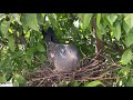 メスキジ鳩の鳴き声 เสียงร้องของนกพิราบเต่าตัวเมีย