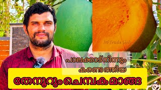 തേനൂറും ചെമ്പക മാങ്ങ |പുതുതായി കണ്ടെത്തിയ പാലക്കാട൯ നാട്ടുമാങ്ങ|Found New variety Of Mango Chembakam