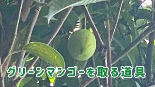 【フィリピン移住】グリーンマンゴーを安全に収穫する方法