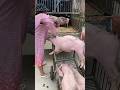 Pig Loading Truck #pig #viral #animal #pigfarmvideo #wildpig #wildboar #wildlife #farmlife