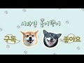 보기만 해도 개시원해지는 영상 강아지랑 계곡에서 수영하고 놀아요😎 시바견 곰이탱이 shibainu