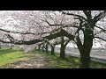 桜満開、3（大宮市体育館側、埼玉・見沼区）