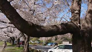 桜満開、3（大宮市体育館側、埼玉・見沼区）