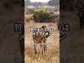 【百獣の王 ライオン】 shorts 動物 雑学