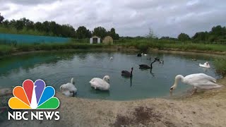 How This Bird Sanctuary Is Protecting Its Flock From Hurricane Florence | NBC News