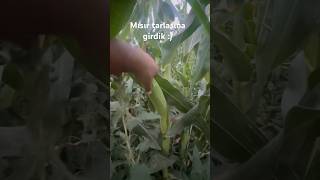 Mısır tarlası hasadı #agriculture #mısır  #corn #tarla #bitki #tarım #ziraat #çiftçi #doğa #köy