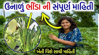 ભીંડા ની ખેતી ની સંપૂર્ણ માહિતી ,Complete information about okra cultivation