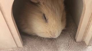 モルモットのお昼寝 ʕ•ᴥ•ʔ  kawaii guinea pig