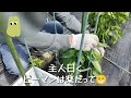 【家庭菜園 】【簡単！卵の殻で液体の肥料を作る】　卵の意外な使い方紹介no.96