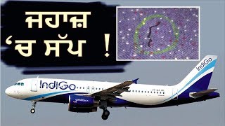 Punjab Quick : Aeroplane 'ਚ ਯਾਤਰੀ ਦੀ ਛਾਤੀ 'ਤੇ ਡਿੱਗਿਆ Baby Cobra !