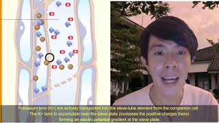 C8.2 STPM BIOLOGY 964 SEMESTER 2 - PHLOEM TRANSPORT