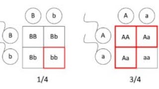 How to find probability of genotype in a progeny