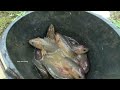 rainy day fishing 2023 finding and catching climbing perch fish in reverse water ponds rain season