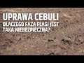 Uprawa cebuli - herbicydy w początkowym etapie uprawy. Dlaczego faza flagi jest taka niebezpieczna?