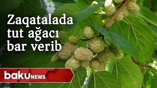 Zaqatalada tut ağacı bar verib