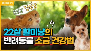 반려동물 소금 건강법ㅣ고양이 강아지