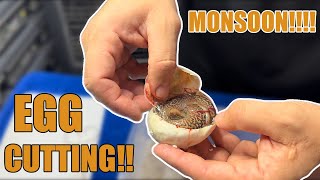 Monsoon Egg Cutting!! #ballpython #snakes #eggcutting