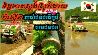 ទិដ្ឋភាពស្ទូងស្រូវដោយម៉ាស៊ីននៅប្រទេសកូរ៉េ