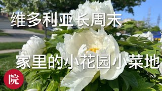 【彬彬有院】种 •花•1092长周末的小花园小菜地都有些什么，上周寒冷天气过后的菜菜们怎么样了？牡丹开花了，郁金香过后，我的花坛有些什么花？