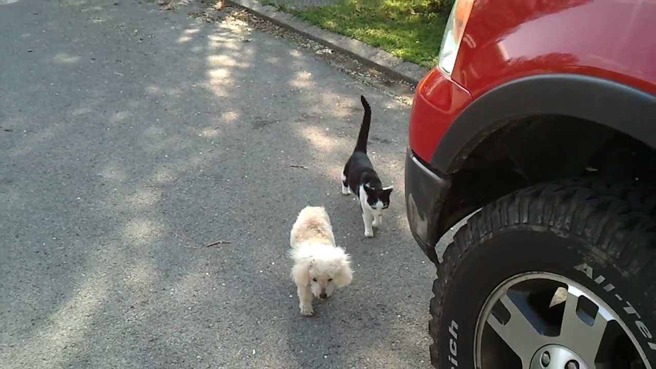 Cat Helps Dog Youtube