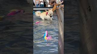 Dog pool party🥰 #doglover #trending #viral #shorts #dog #funnyanimals #short #canada