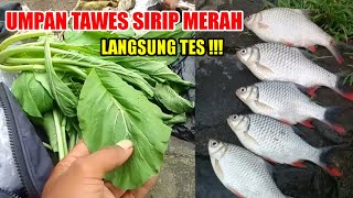 LANGSUNG TES || umpan ikan tawes paling jitu || sangat cocok di segala kondisi air sungai