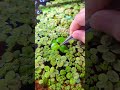 How to Remove Duckweed: the Hard Way