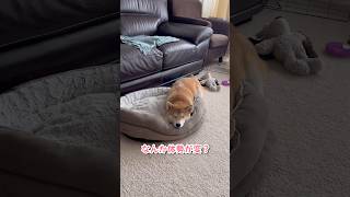 ベッドが小さいわけじゃないのにはみ出るワンコ #柴犬 #shiba