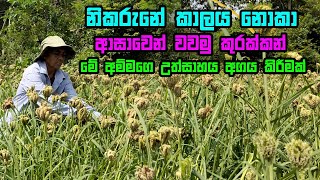 හිටවන කුරක්කන් වගාවක සාර්ථකත්වය | අඩු වියදමින් කූරක්කන් වගා කරමු | Kurakkan Wagawa