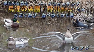 調布の自然⑨🐤野鳥４K📽珍種🐥シマアジ（鳴声）🎵他６種類（マガモ、カルガモ、バン、オオバン、ダイサギ）求愛、シンクロナイズド、鳴声、ダンス　深大寺、神代植物公園、野川公園近くでバードウォッチング