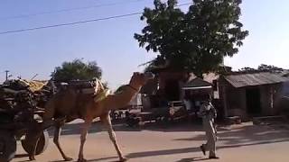 ഒട്ടകം I രാജസ്താൻ I ഇന്ത്യ I camel I Camel carrying load I Rajasthan I India