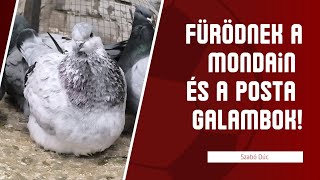 Fürdenek a mondain és a posta galambok! #pigeon #pigeons #pigeonlover #tauben #güvercin #birds #bird