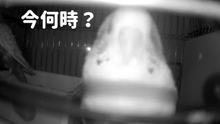 【朝？夜？】セキセイインコ一家  #vlog #セキセイインコ