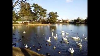 ユリカモメが横取りオオハチョウ手渡し　20151229　大塚池公園のハクチョウ白鳥スワンSWANS