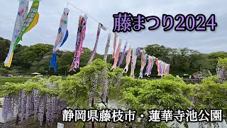 静岡県藤枝市・蓮華寺池公園　藤まつり2024