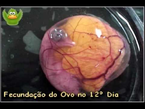 Fecundação Embrionaria Recanto Das Aves Youtube