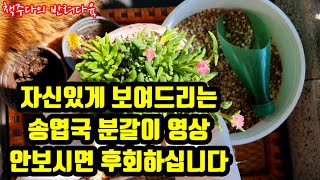 세덤종류 다육이 분갈이 꿀팁 ~~(뿌리털지마세요 )