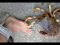 epic crab pinch